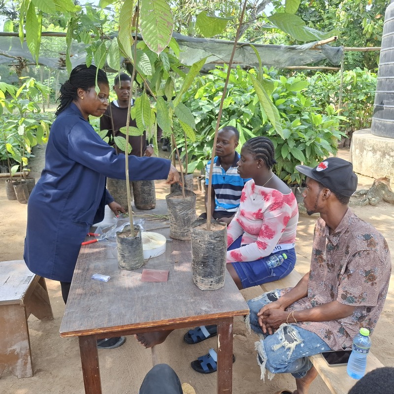 Grafting of Cocoa with fine flavor clones