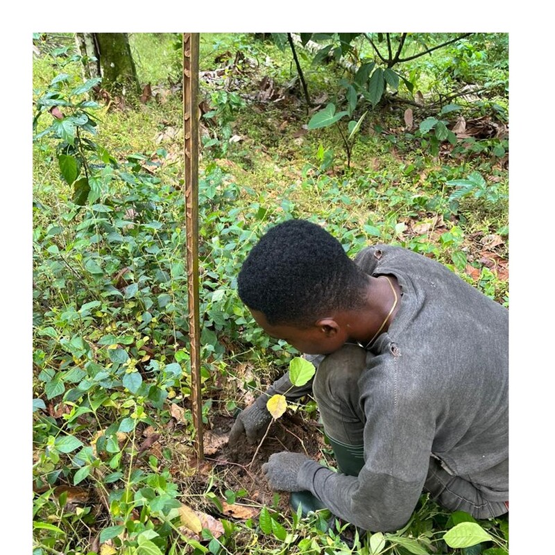 Afforestation